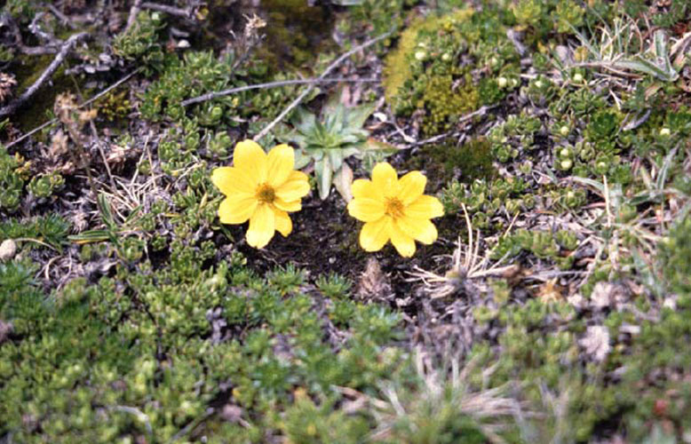 ecard 98503-gele-bloemen