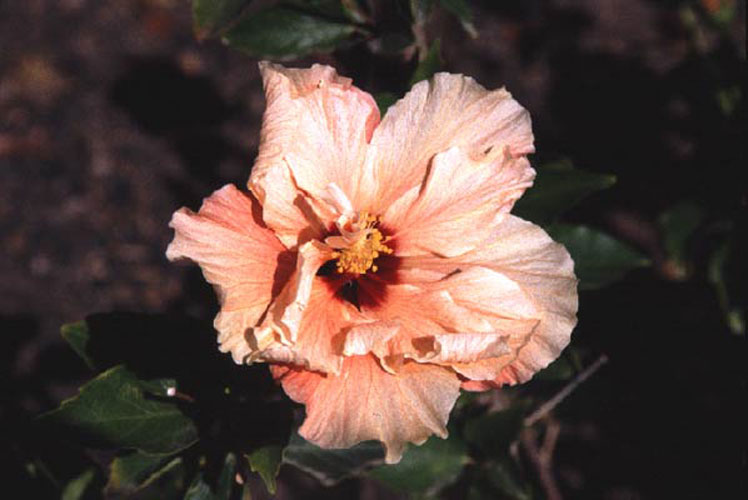 ecard 1053-roze-bloem