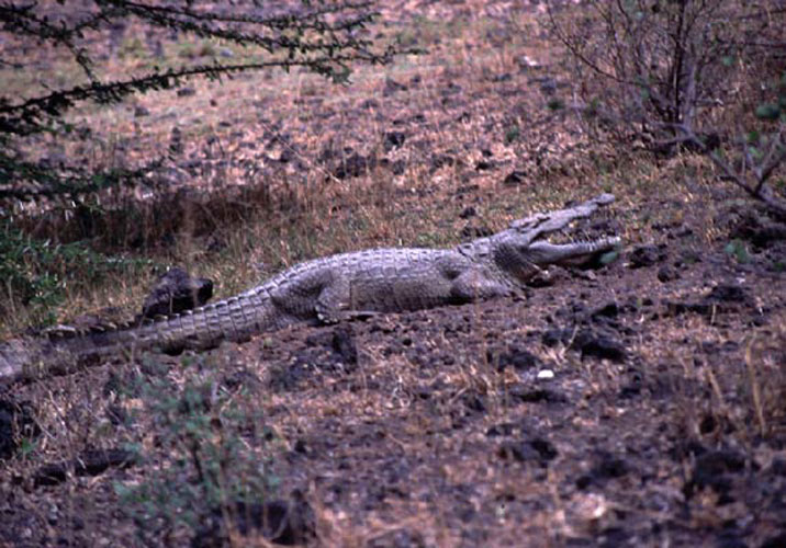 ecard 1536-krokodil