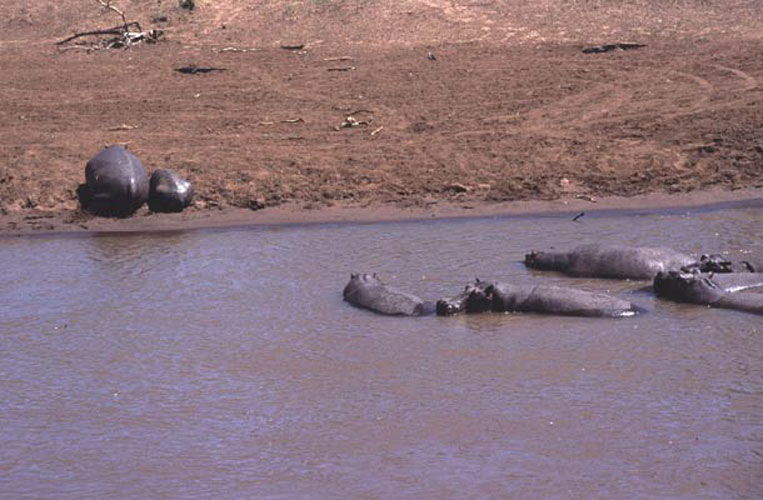 ecard 1583-nijlpaarden-in-water