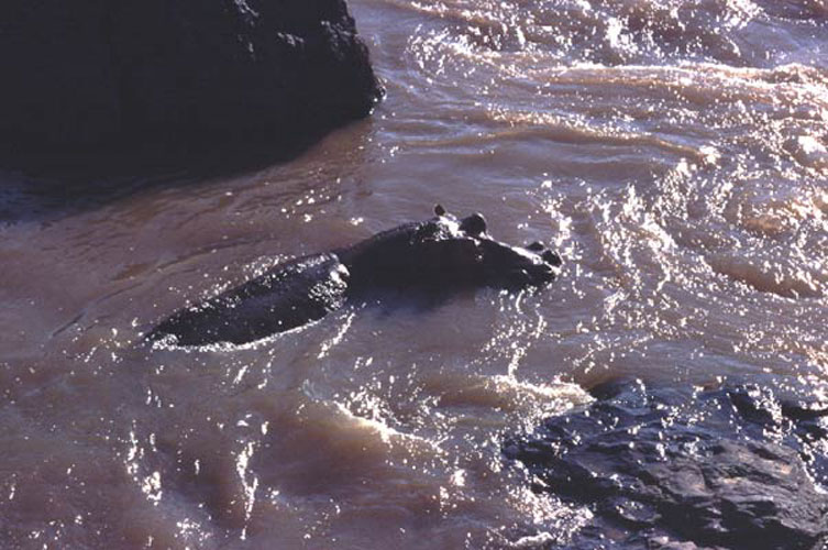 ecard 1585-zwemmend-nijlpaard