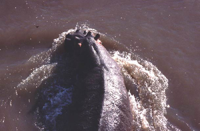 ecard 1586-zwemmend-nijlpaard-2